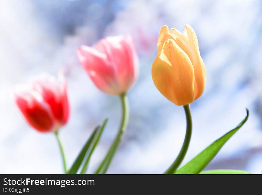 Tulips