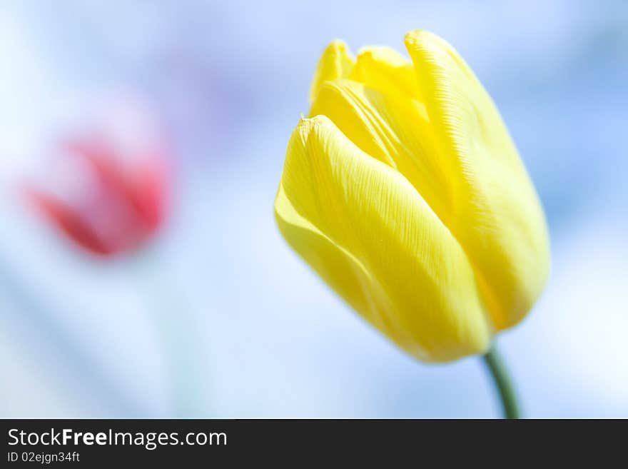 Yellow tulip