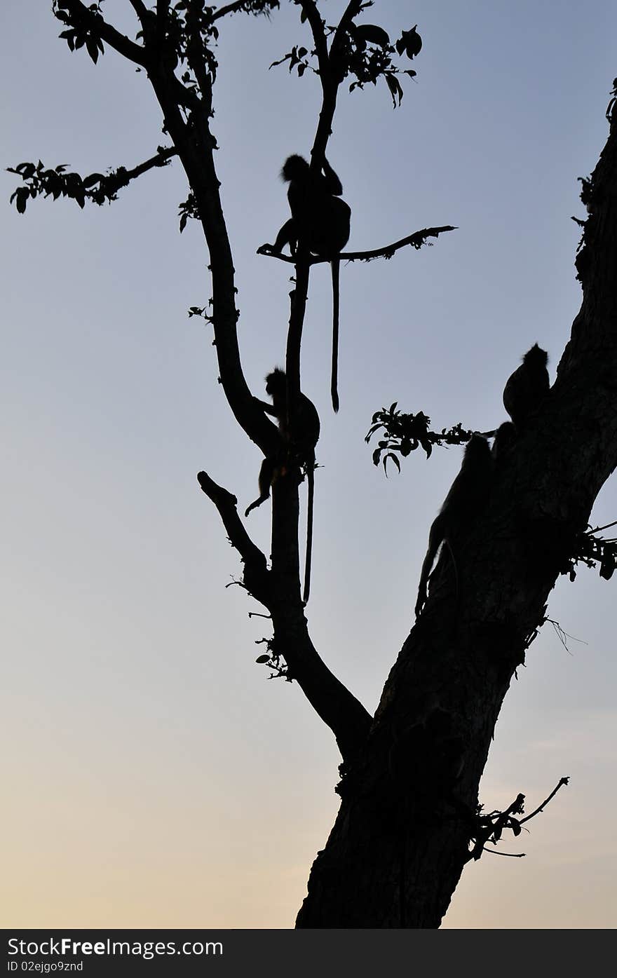 Monkey on tree