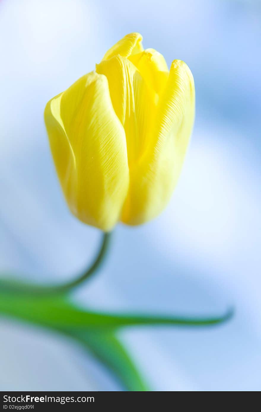 Close-up photo of yellow tulip in daylight