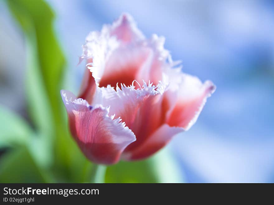 Shaggy tulip