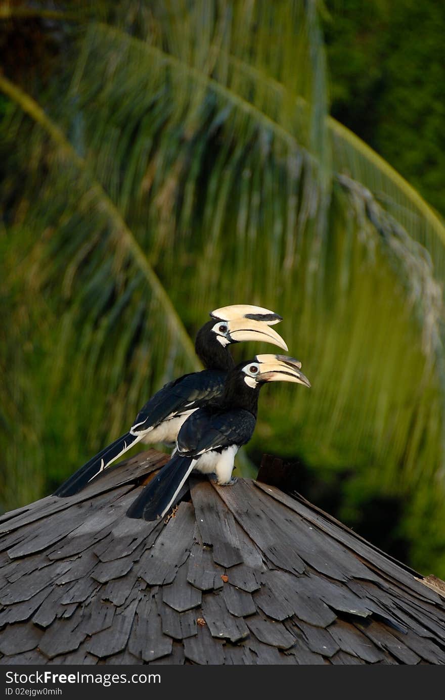 A pair of Hornbill perched on roof