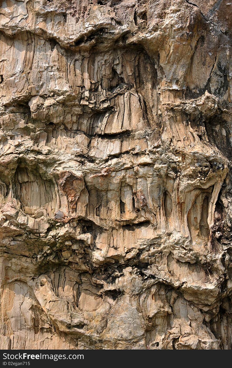 Surface of fossil wood, shown as layer and featured texture, character and color. Surface of fossil wood, shown as layer and featured texture, character and color.