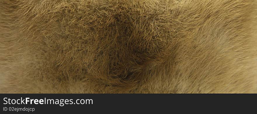 Beige Fur Texture