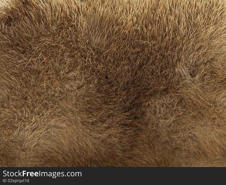 Beige fur texture