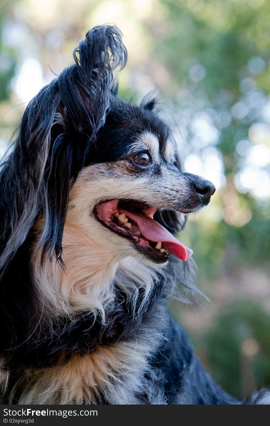 A mixed breed Toy Pom with a beautiful smile