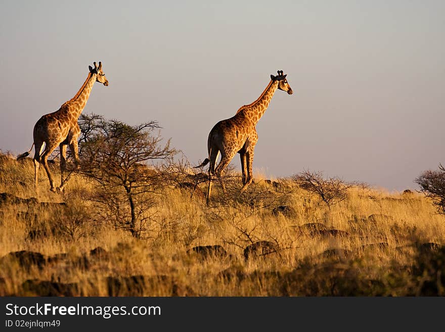 Two giraffes walking away into the african sunset