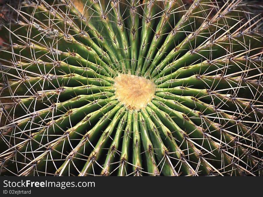 Radial pattern of a green cactus.