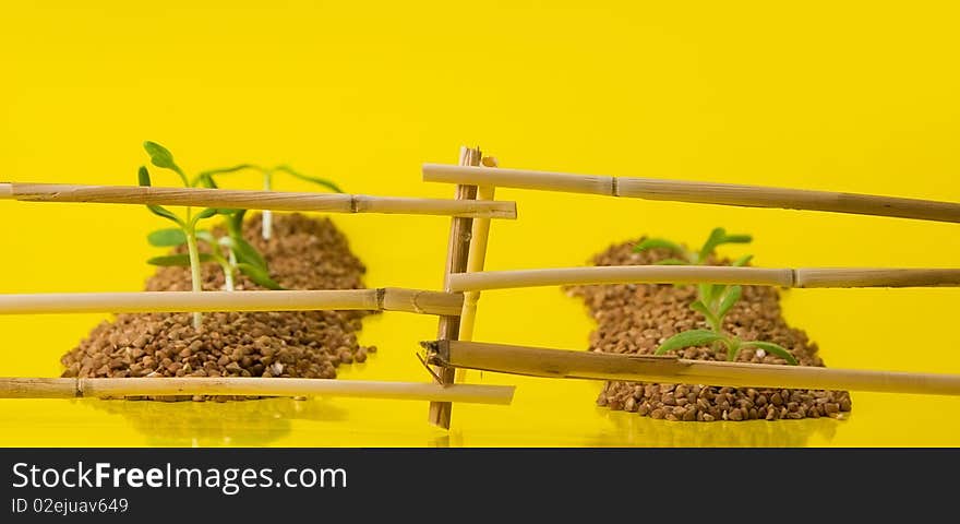 A series: a macrocomposition: vegetable patches behind a fence