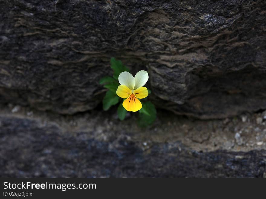 Viola flower growing in a chrack of a natural stone wall. Viola flower growing in a chrack of a natural stone wall