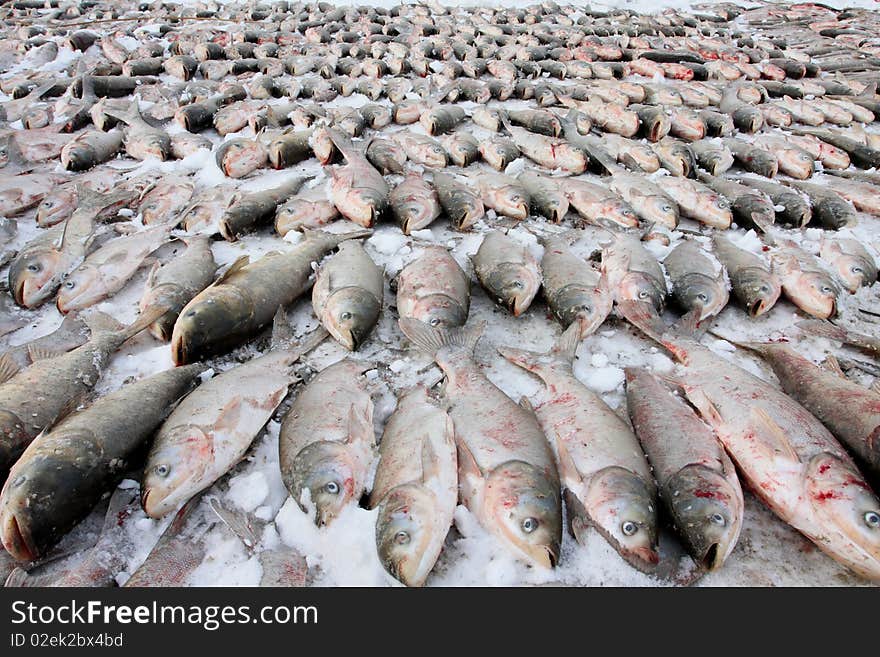 After winter fishing, fishes was putted on frozen lake.