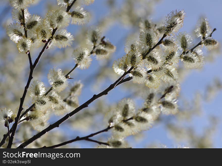 Few willow branches in spring blossom. Few willow branches in spring blossom