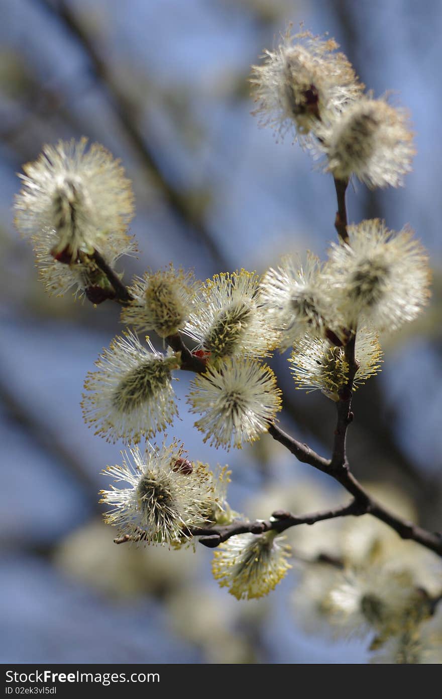 Willow branches in spring blossom. Willow branches in spring blossom