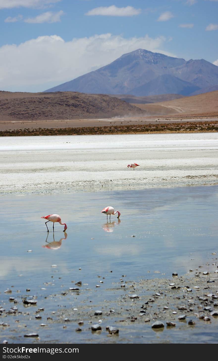 Salar lake