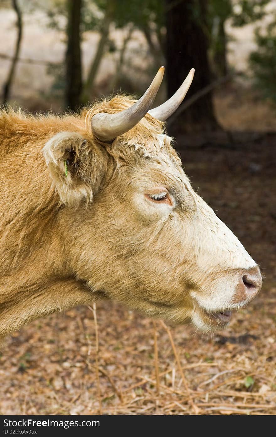 An image of a highland cow portrait.