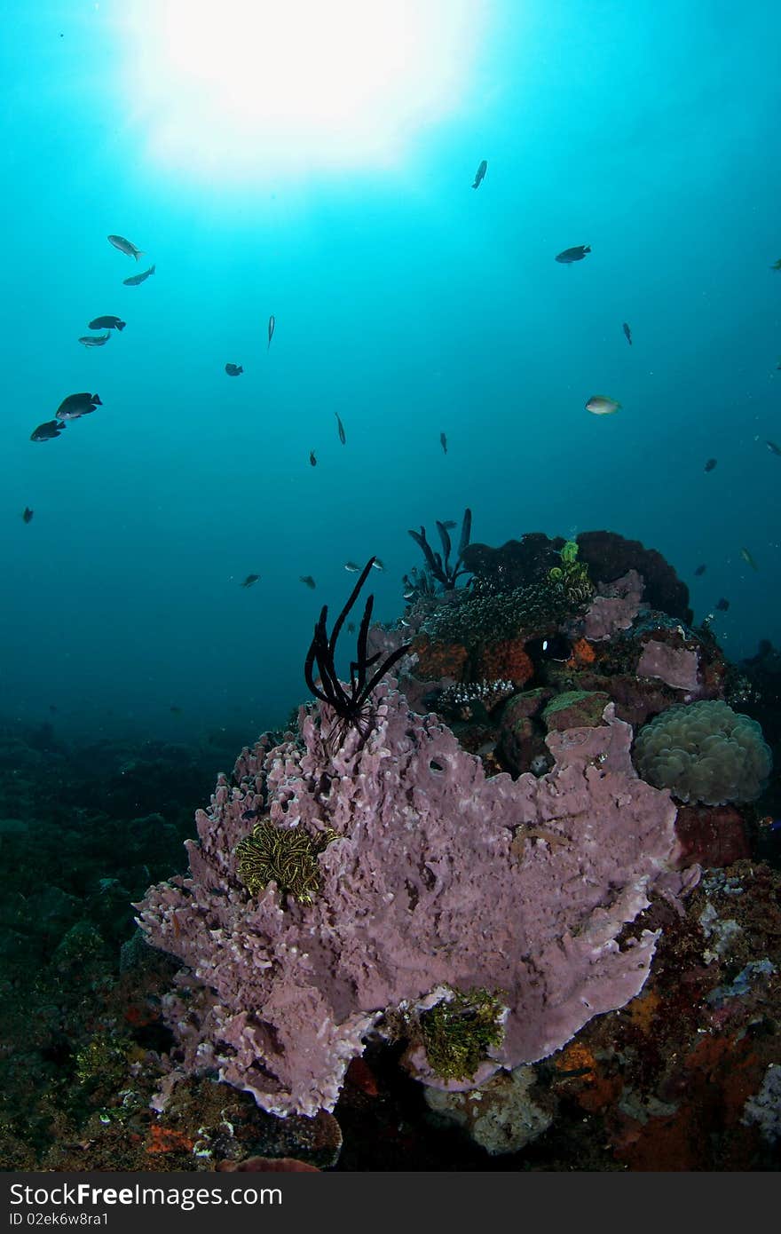 Purple Soft Coral