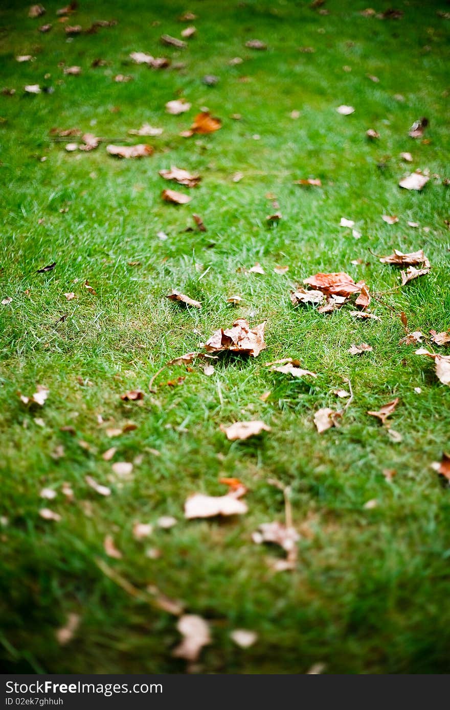 Autumn leaves on healty dutch grass  narrow dof