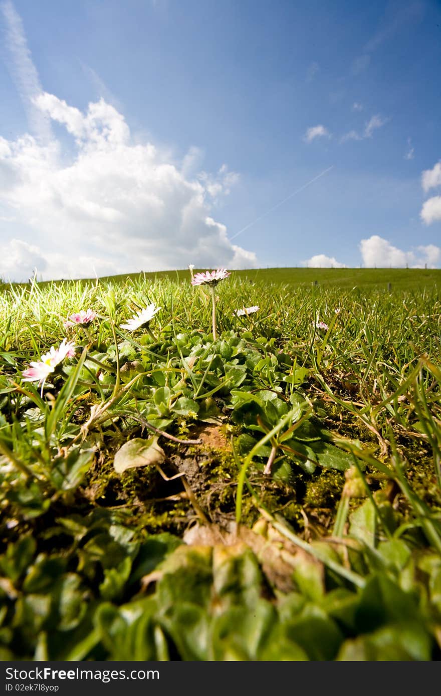 Daisy Growing In The Grass