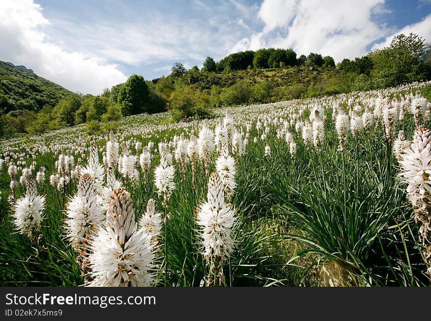 Flowery Meadow In Mountainous Region Blue Sky