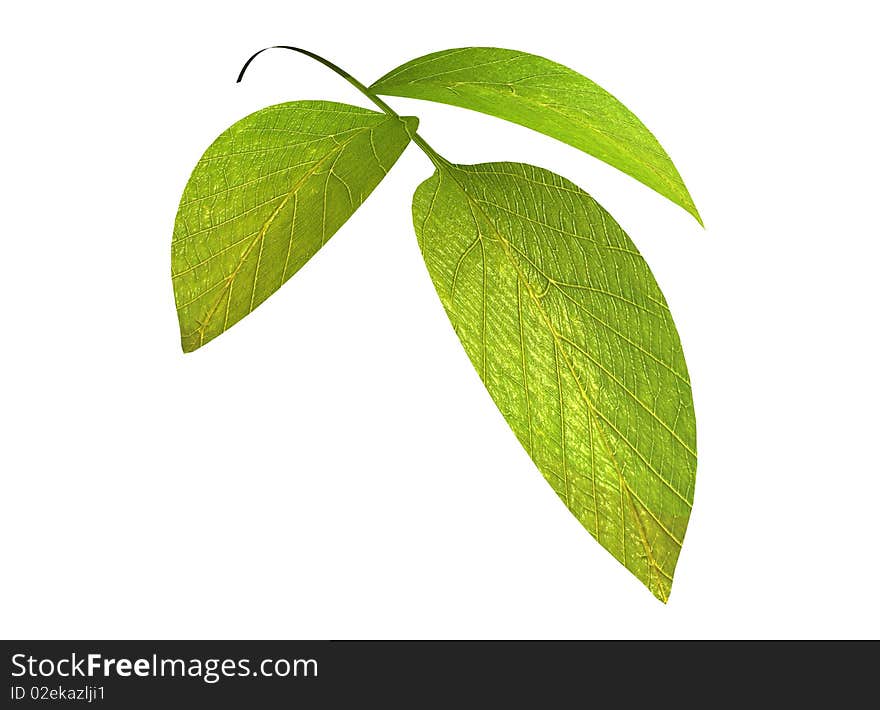 Composition of a leaf background