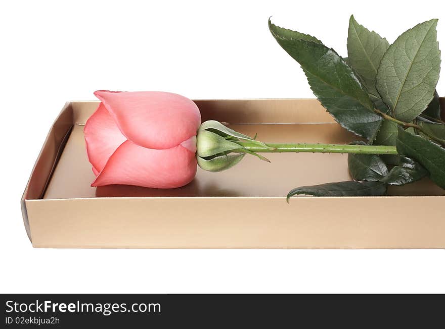 Pink roses in a box on a white background