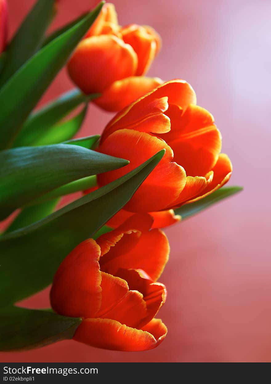 Red spring flowers