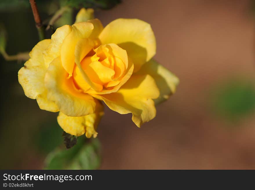 Yellow rose and green leaf.