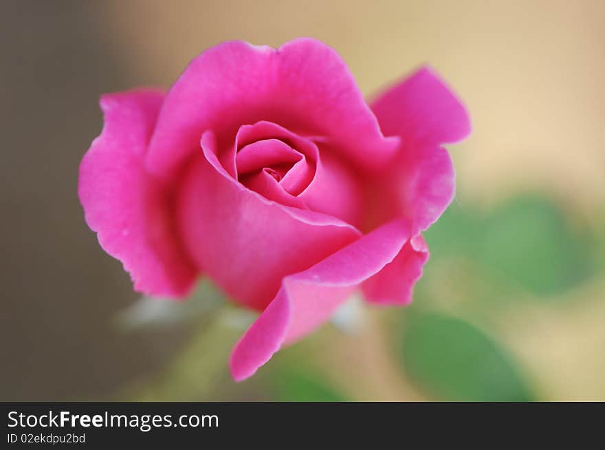 Pink rose and green leaf.