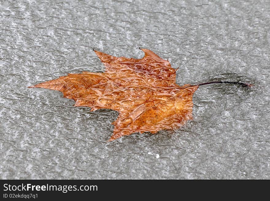 Winther shot of an leaf under frozen lake surface. Winther shot of an leaf under frozen lake surface