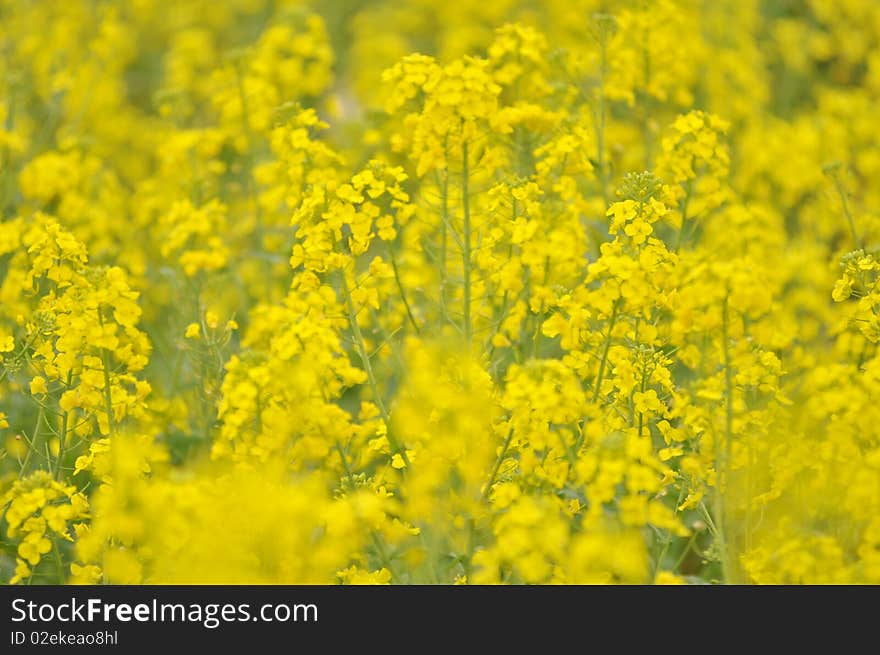 Rapeseed field