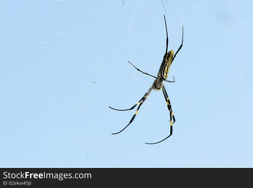 Close up the spider,on blue background