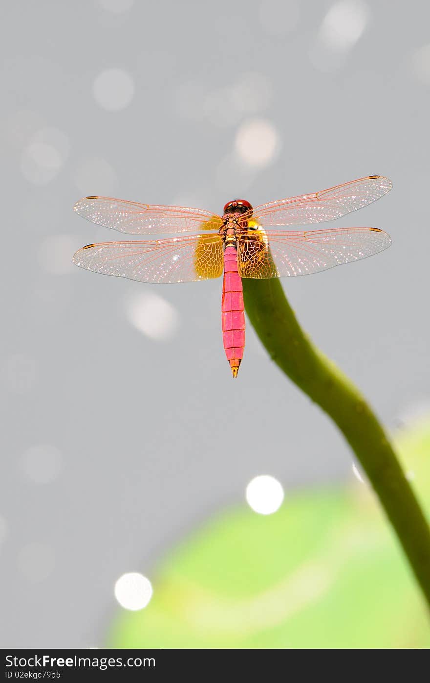 Dragonfly