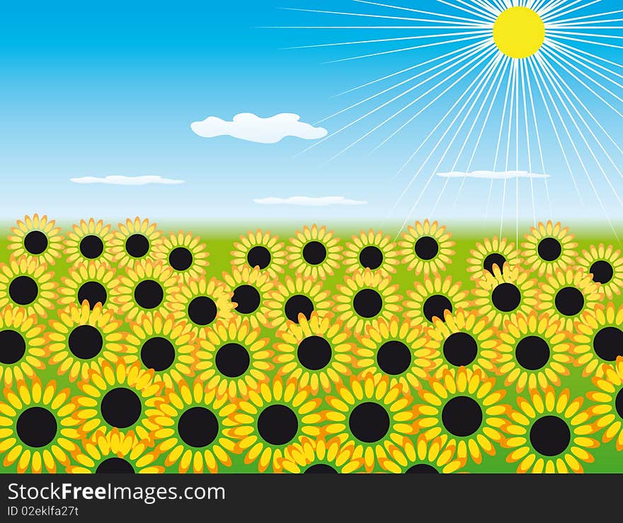 The Field Of Sunflowers