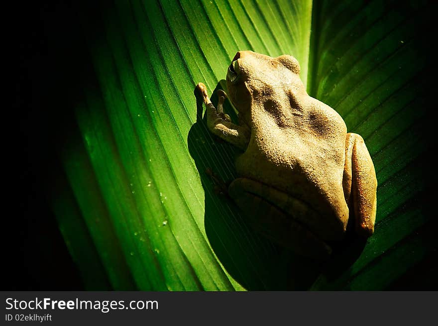 The little frog on green leaf. The little frog on green leaf