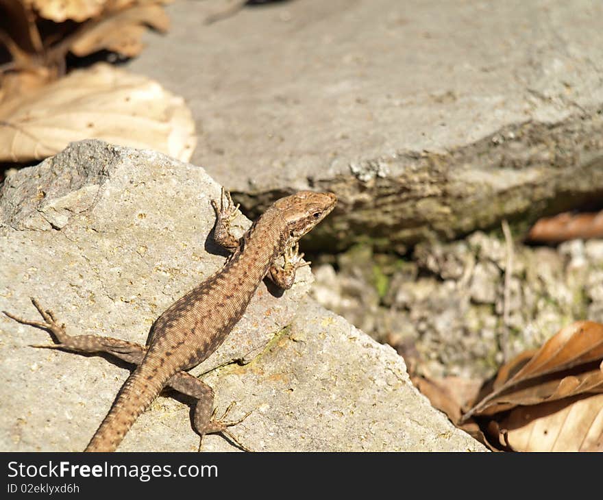 Very little lizard on rock came out for on a sun, sunbath in forest, warming, energised. Very little lizard on rock came out for on a sun, sunbath in forest, warming, energised