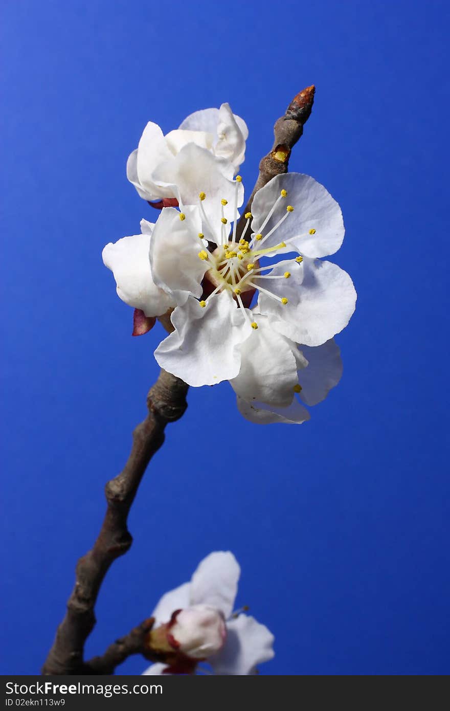 Apricot bloom