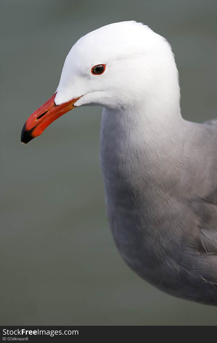 Seagull With Background Of The Sea