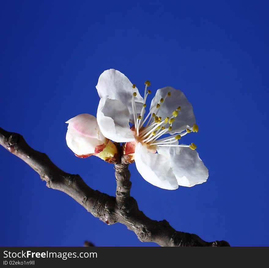 Apricot flowers features,on a blue background.