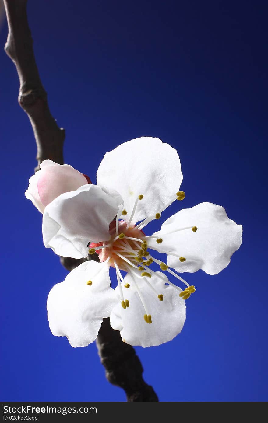 Apricot bloom