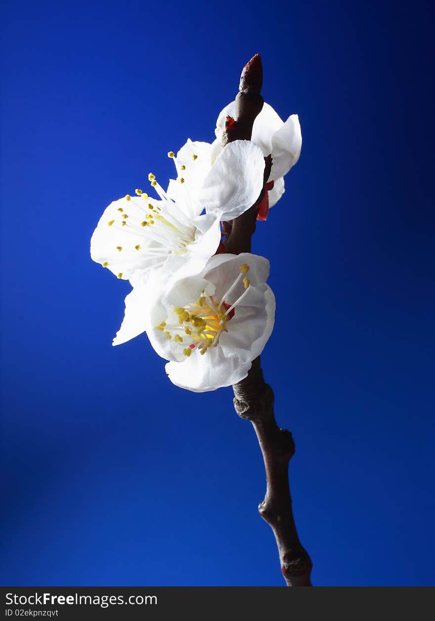 Apricot bloom