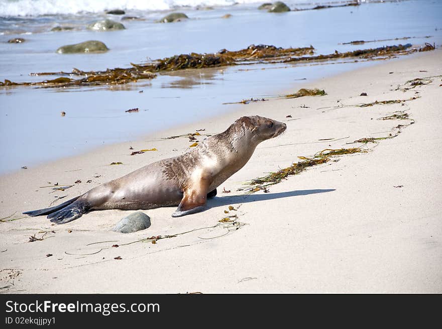 Seal Resting At The Beach