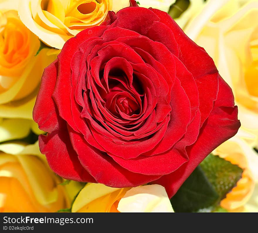 Red rose over yellow background