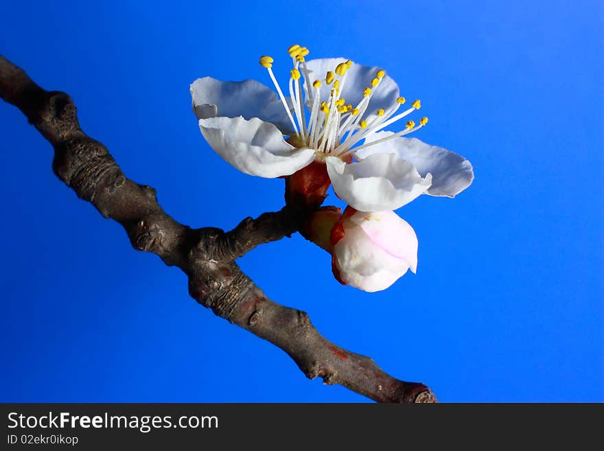 Apricot bloom