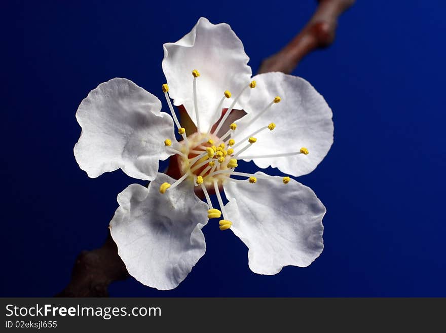 Apricot flowers features,on a blue background.