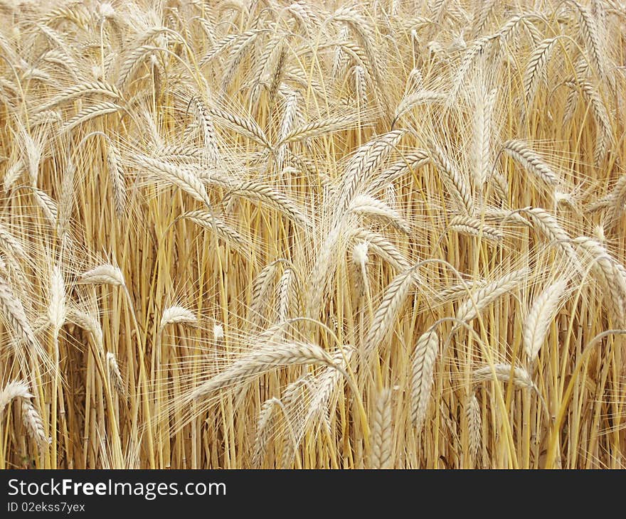 Part of a field of wheat. Part of a field of wheat