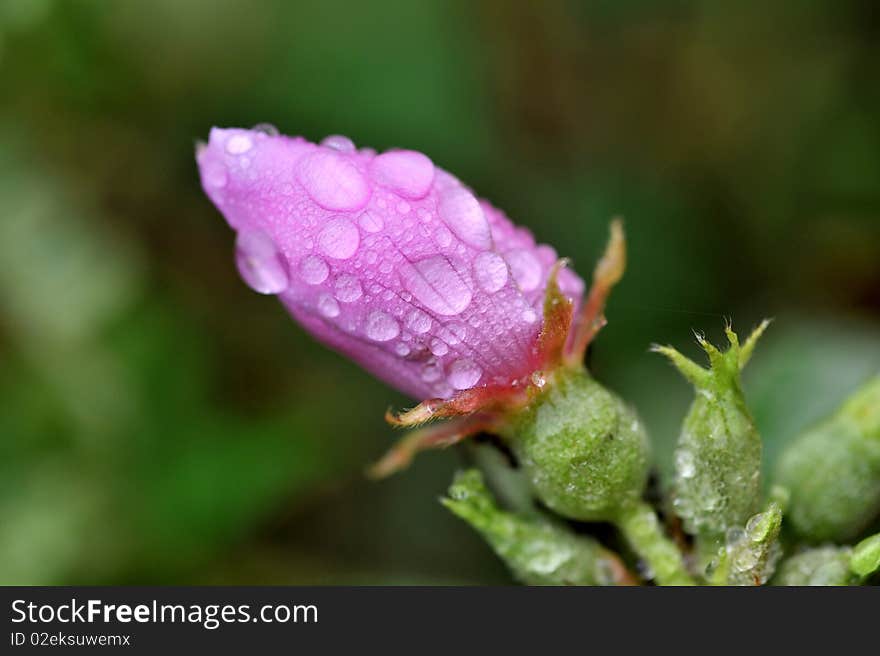 Macro Flower Water Drop