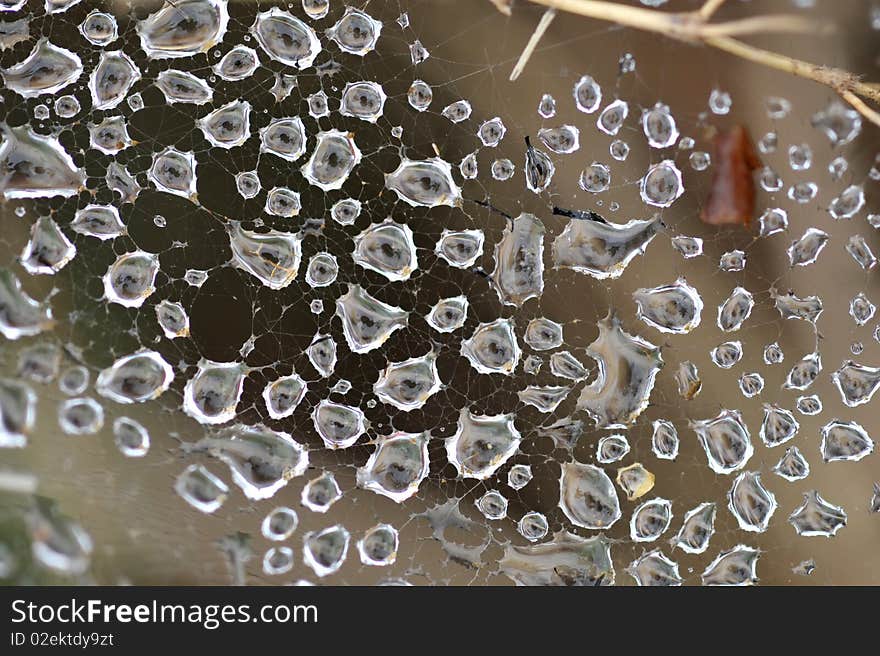 Macro shot on spider net that with water drops. Macro shot on spider net that with water drops.