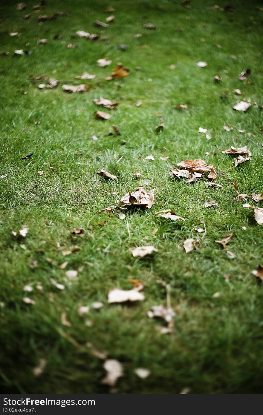 Autumn Leaves On Healty Dutch Grass