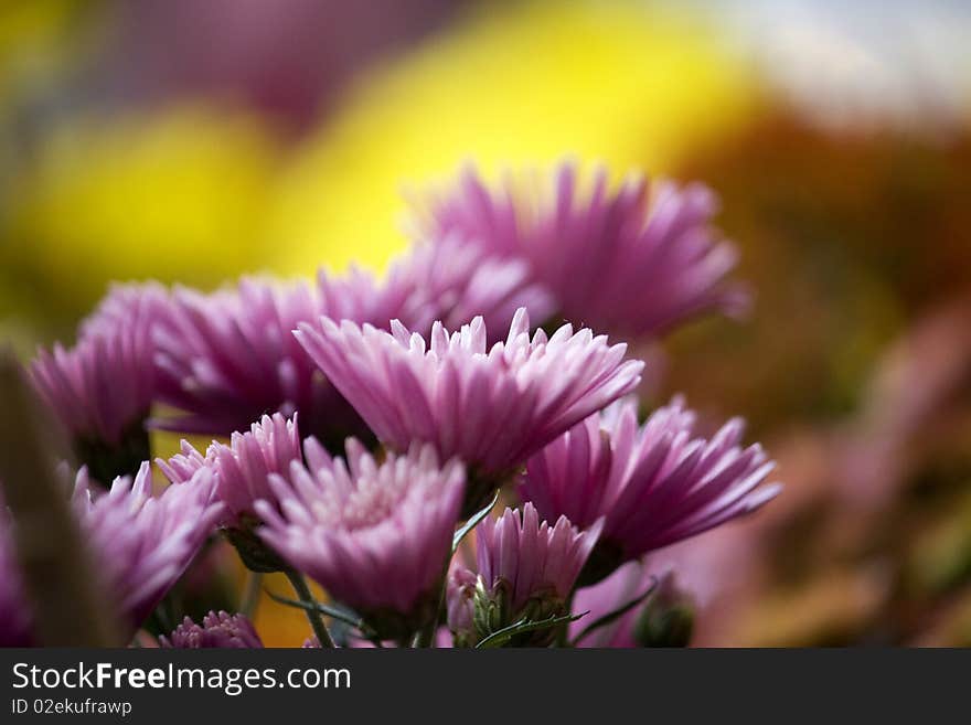 Purple Chrysanthemums