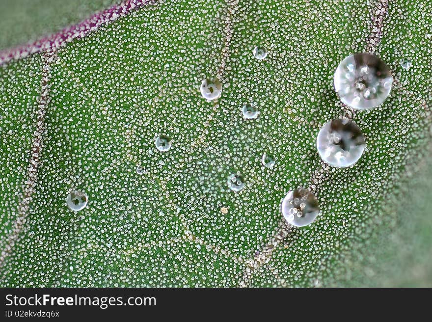 Macro shot on green leaf that with water drops. Macro shot on green leaf that with water drops.